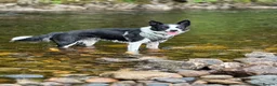 Border Collie dogs for sale: New Home needed ASAP - Advert 2