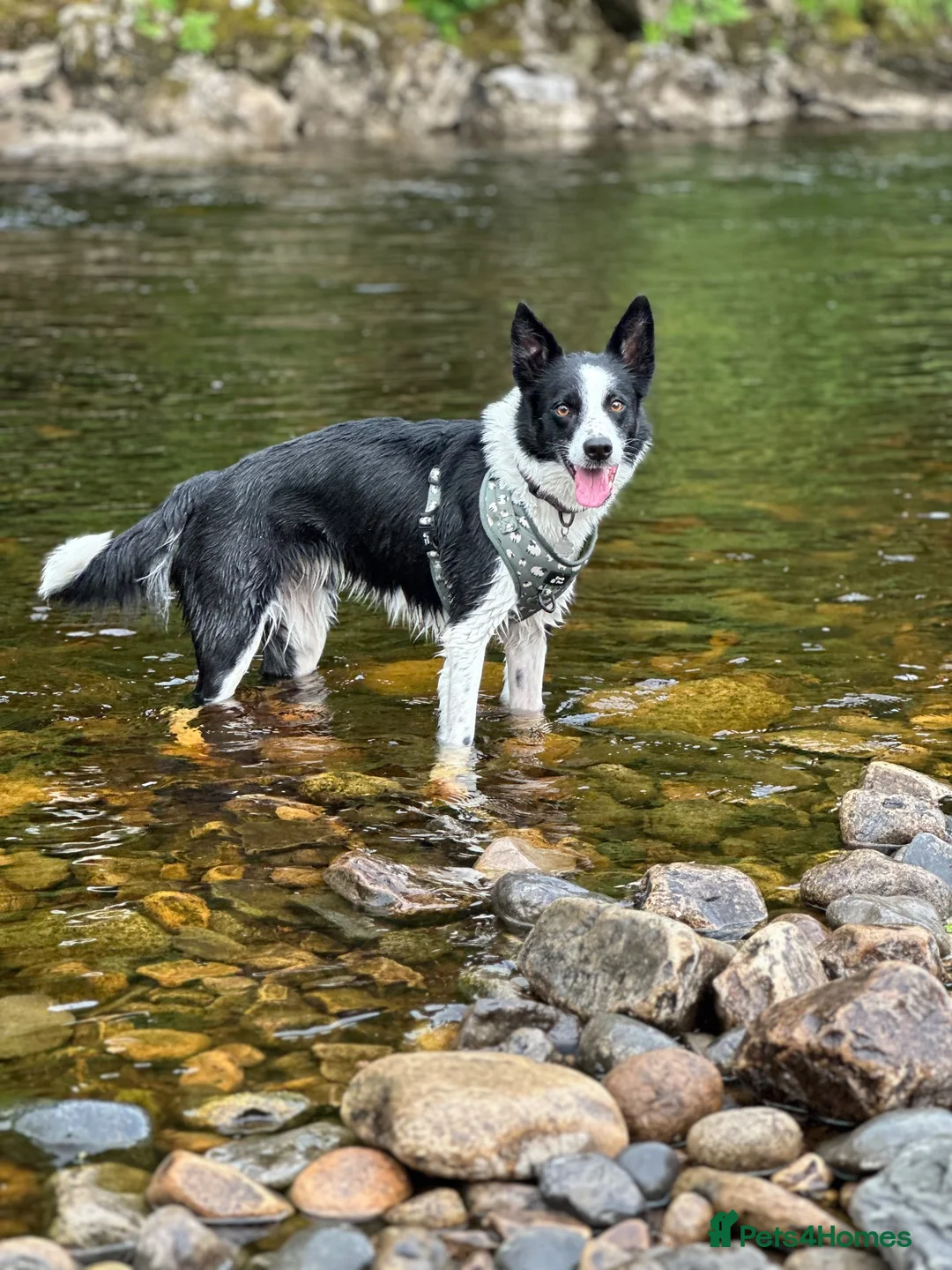 Border Collie dogs for sale: New Home needed ASAP - Advert 2