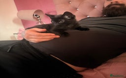 British Shorthair cats for sale: Black female kitten  - Advert 8