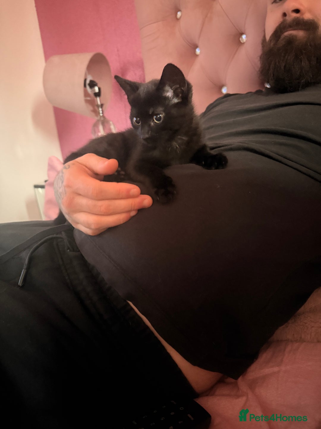 British Shorthair cats for sale: Black female kitten  - Advert 8
