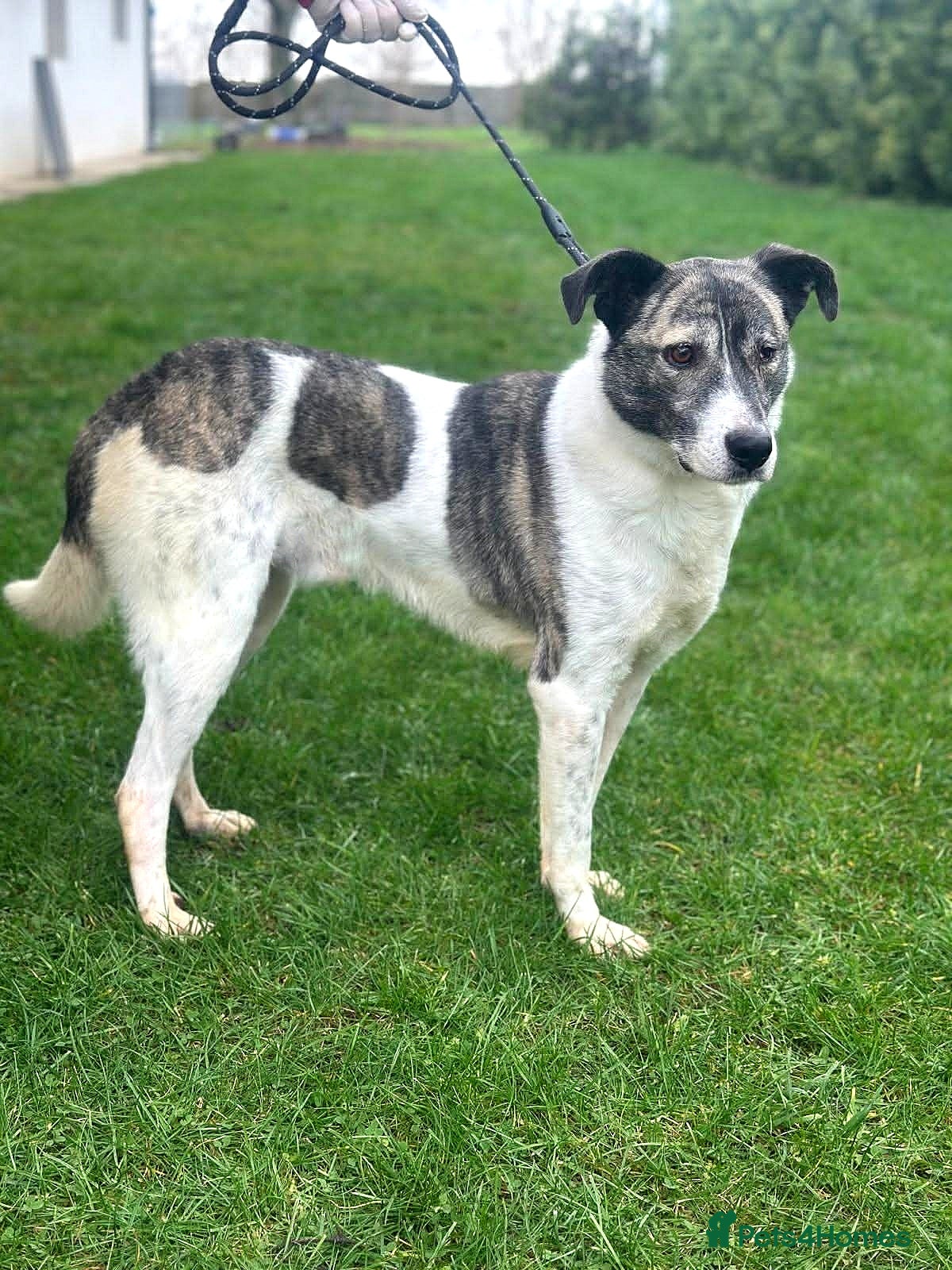 Mixed Breed dogs 💛🐾Marley, 5 years waiting… will he be chosen? 💛 - Advert 2