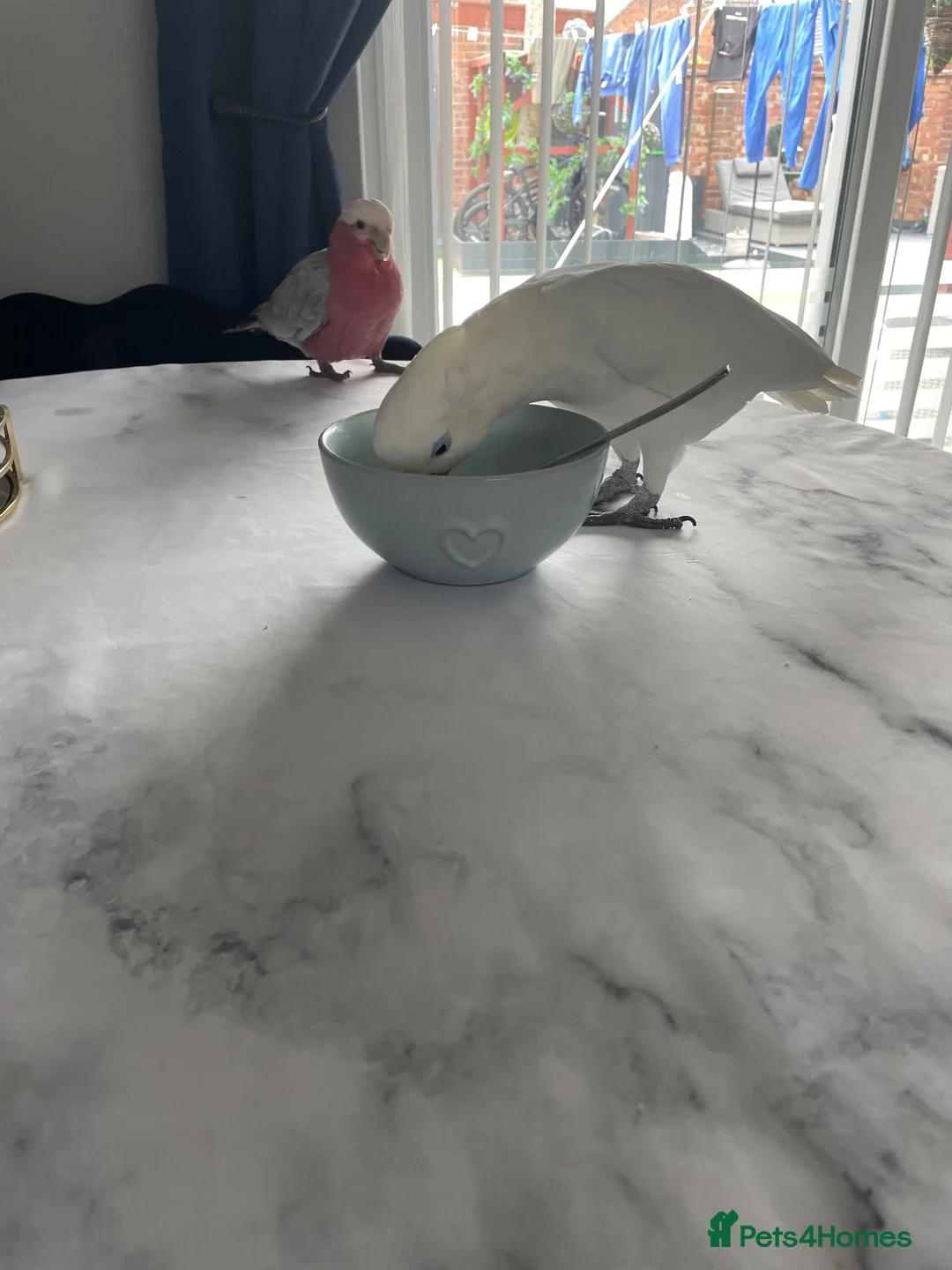 Cockatoo birds for sale: Ducorps cockatoo in Colchester - Advert 7