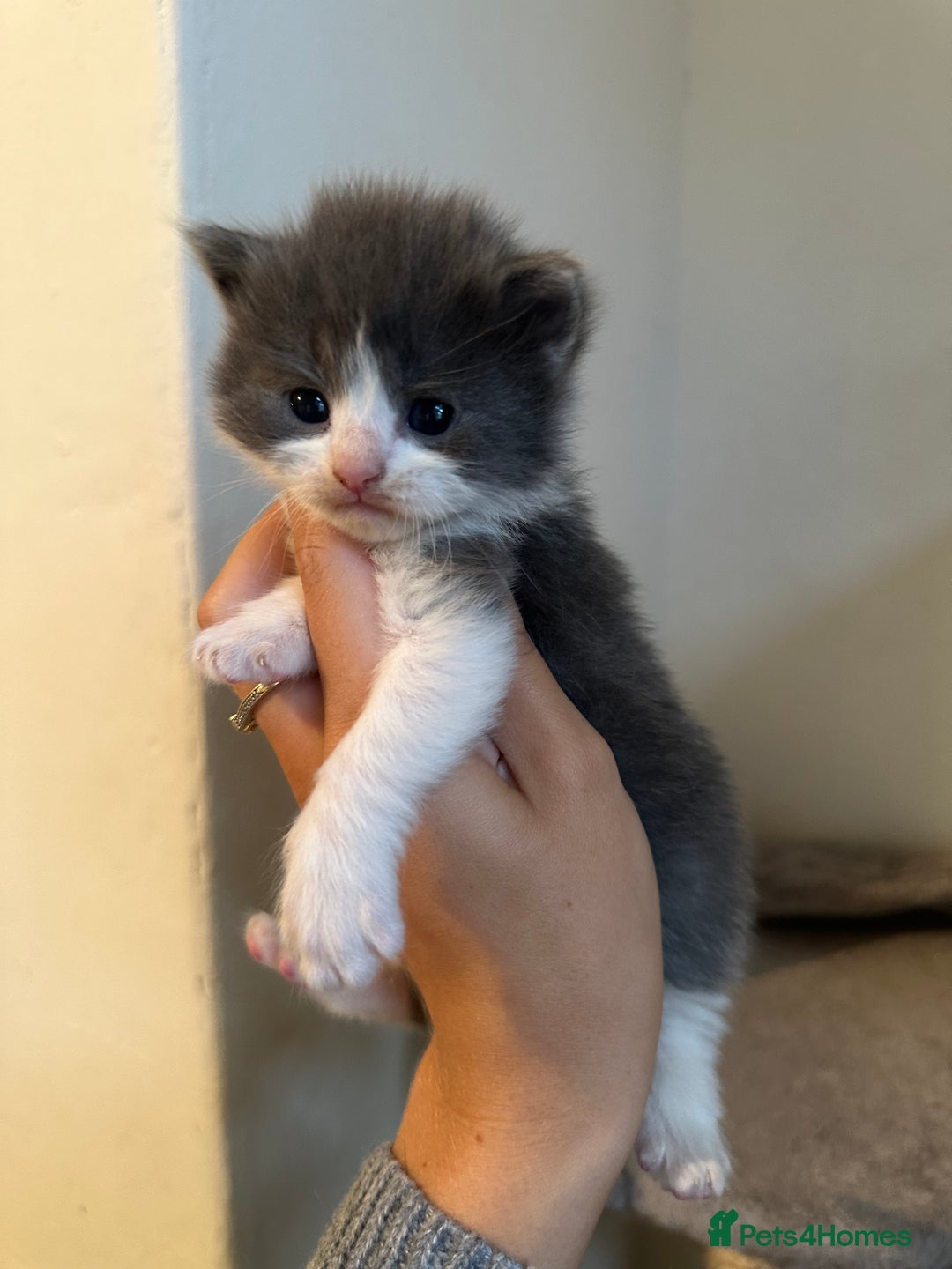 Ragdoll cats for sale: 7 ragdol mix kittens for sale - Image 5