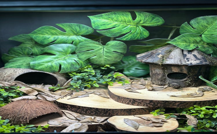Frog reptiles in Banbury - Advert 8