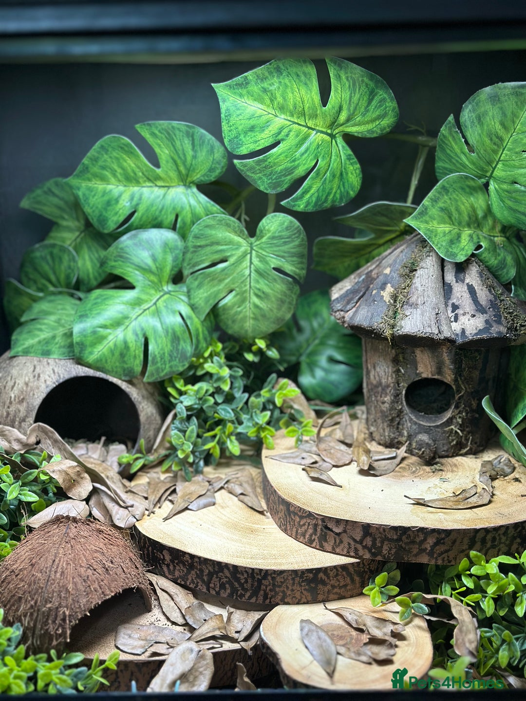 Frog reptiles for sale: Bioactive enclosure + full set up + frogs - Image 13