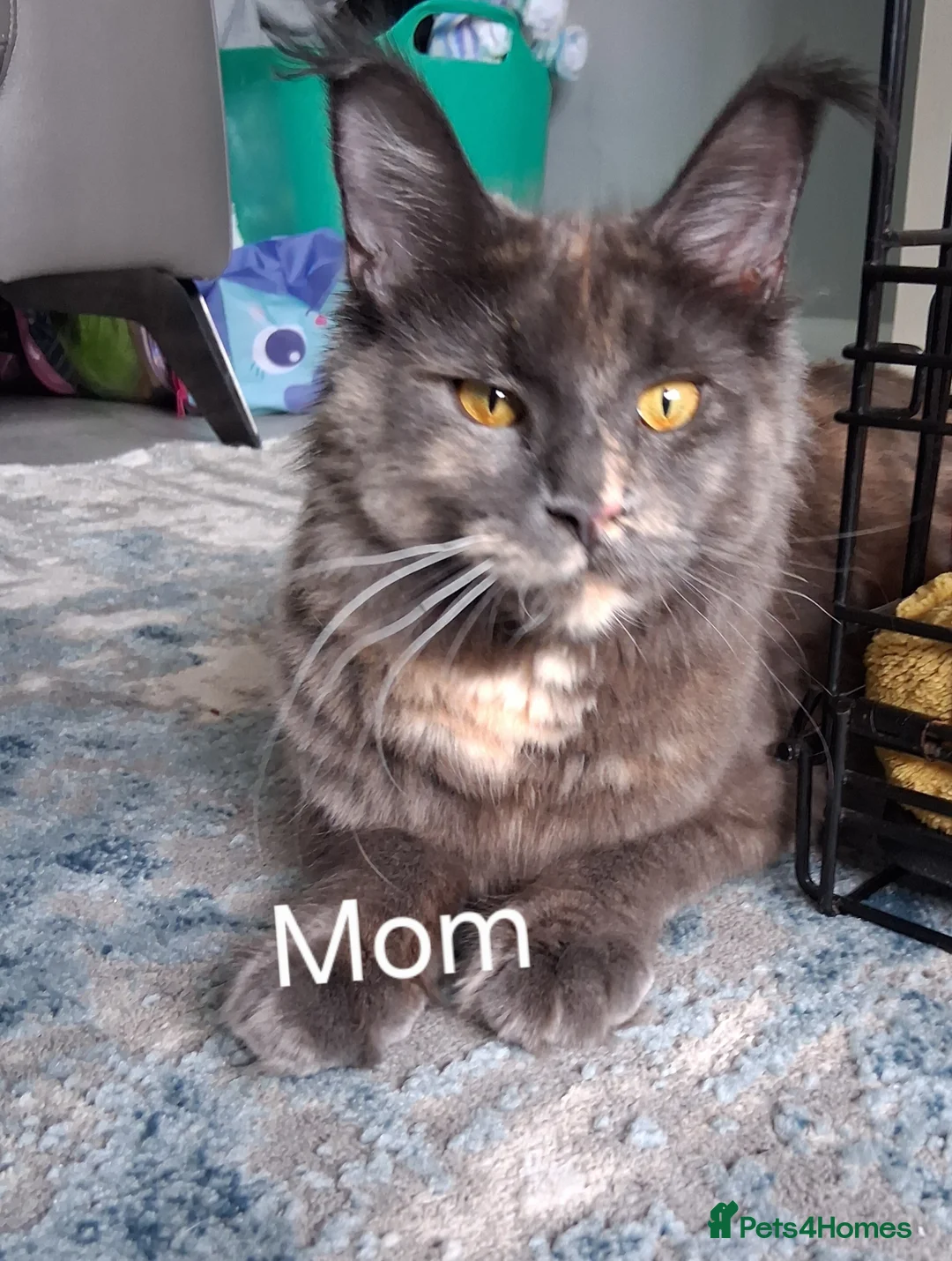 Maine Coon cats for sale: Maine Coon kittens ( 3weeks old ) - Advert 1