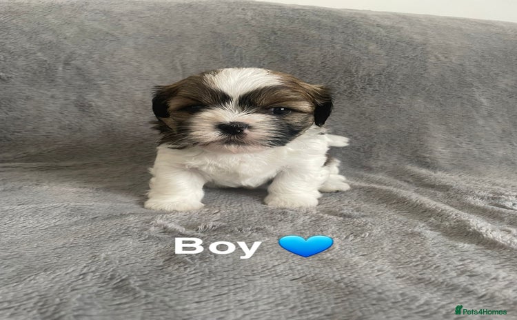 Shih Tzu dogs - Advert 1