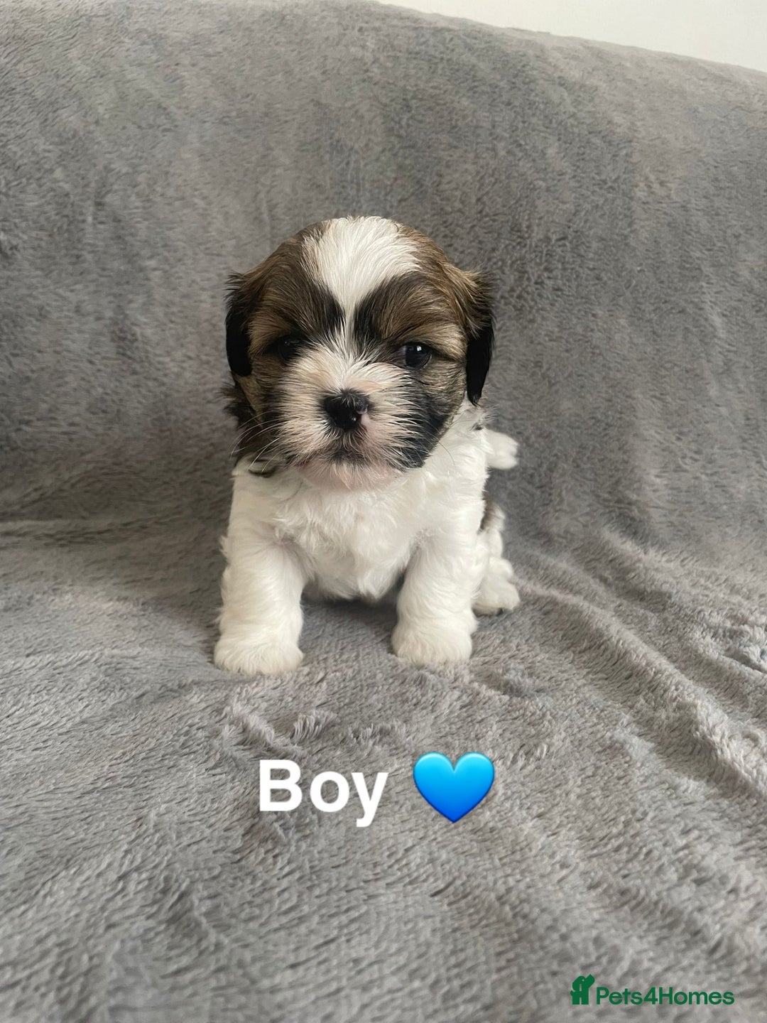 Shih Tzu dogs for sale: 🐶Shih tzu puppies for sale 🐶 - Image 1