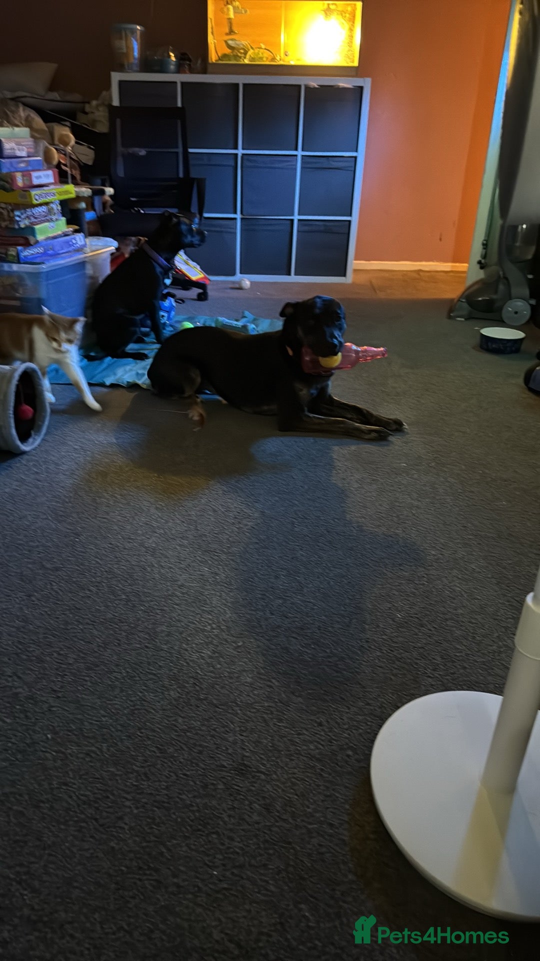 Mixed Breed dogs for sale: Staffy x German shepherd  - Image 3