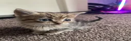Mixed Breed cats for sale: 5 friendly kittens for sale.  - Advert 4