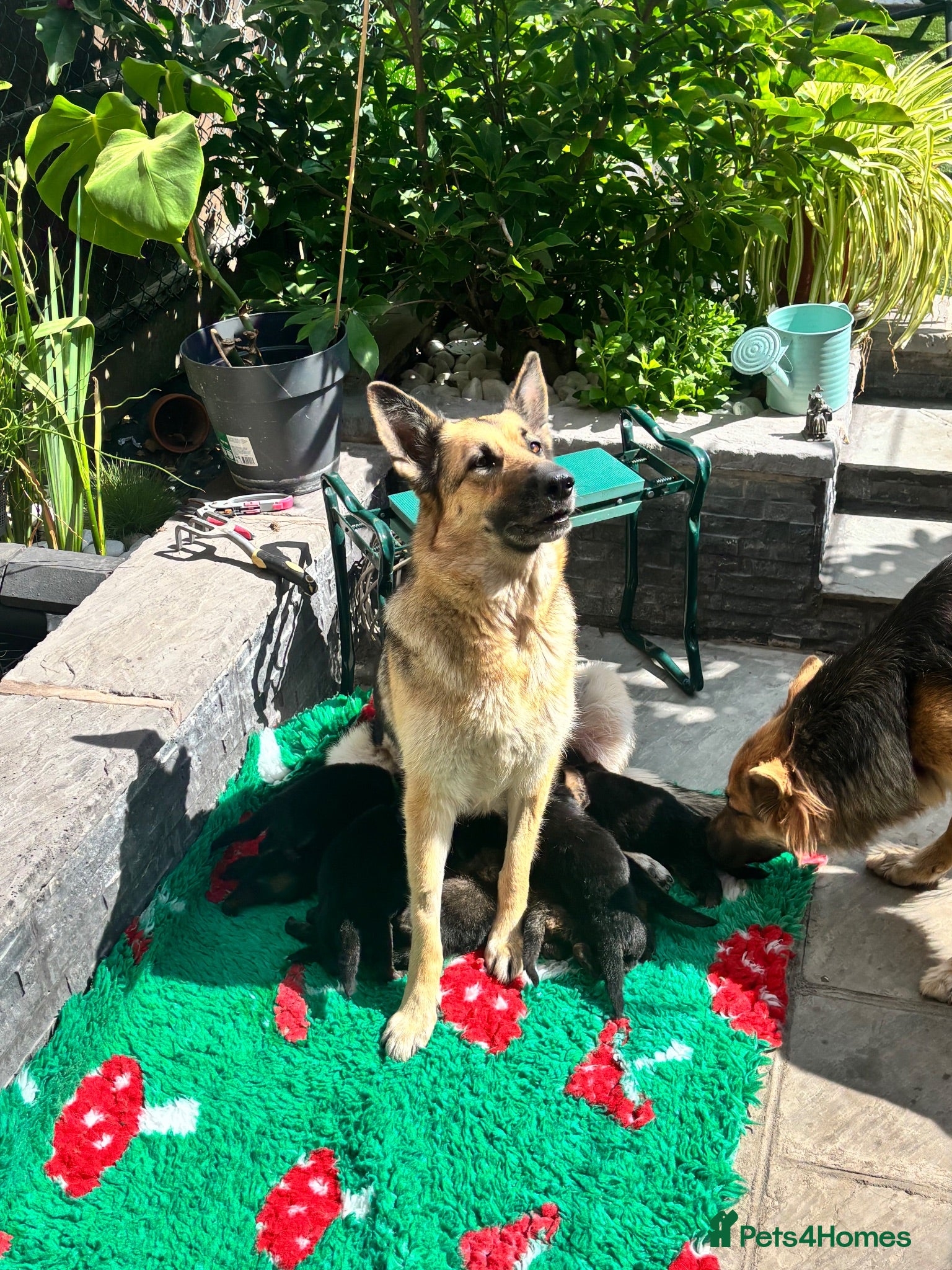 German Shepherd dogs 9 German shepherd puppies - Advert 1