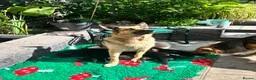 German Shepherd dogs for sale: 9 German shepherd puppies - Advert 3