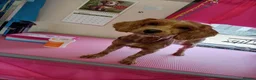 Cockapoo dogs for sale: Connie the cockapoo - Advert 21