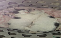 Mixed Breed cats for sale: Lovely mixed breed kittens  - Image 3