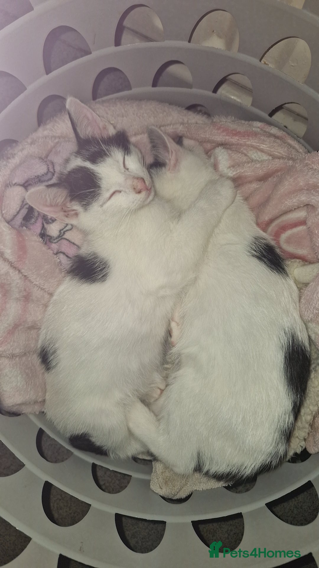 Mixed Breed cats for sale: Lovely mixed breed kittens  - Image 3
