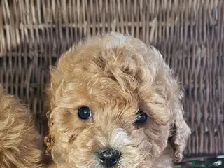 Cavapoo dogs Only 1 now heath checked by vet checked ** 2 - Advert 9