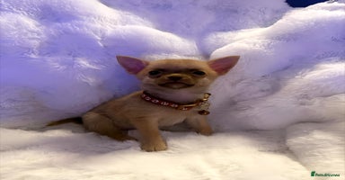 Pomchi dogs - Advert 9