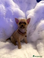 Pomchi dogs - Advert 4