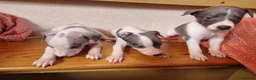 Whippet dogs for sale: Kc registered whippets - Advert 10