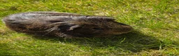 Guinea Pig rodents for sale: Guinea pig boar - Advert 6