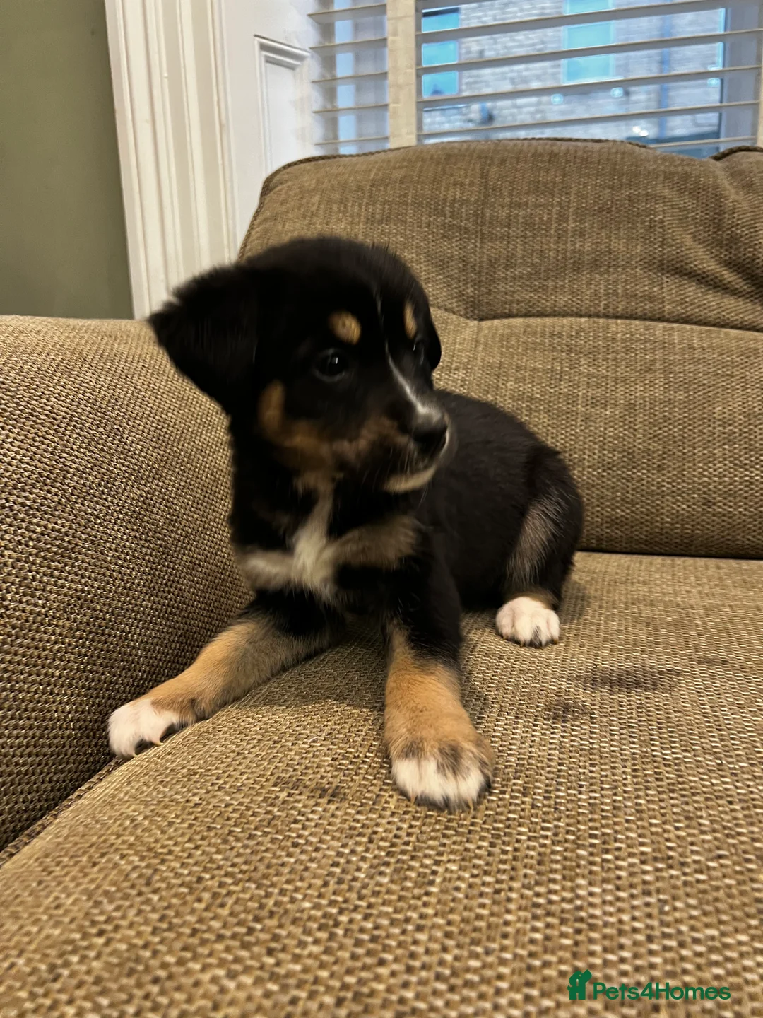 Mixed Breed dogs for sale: Bernese X Huskydor Pups - Advert 30