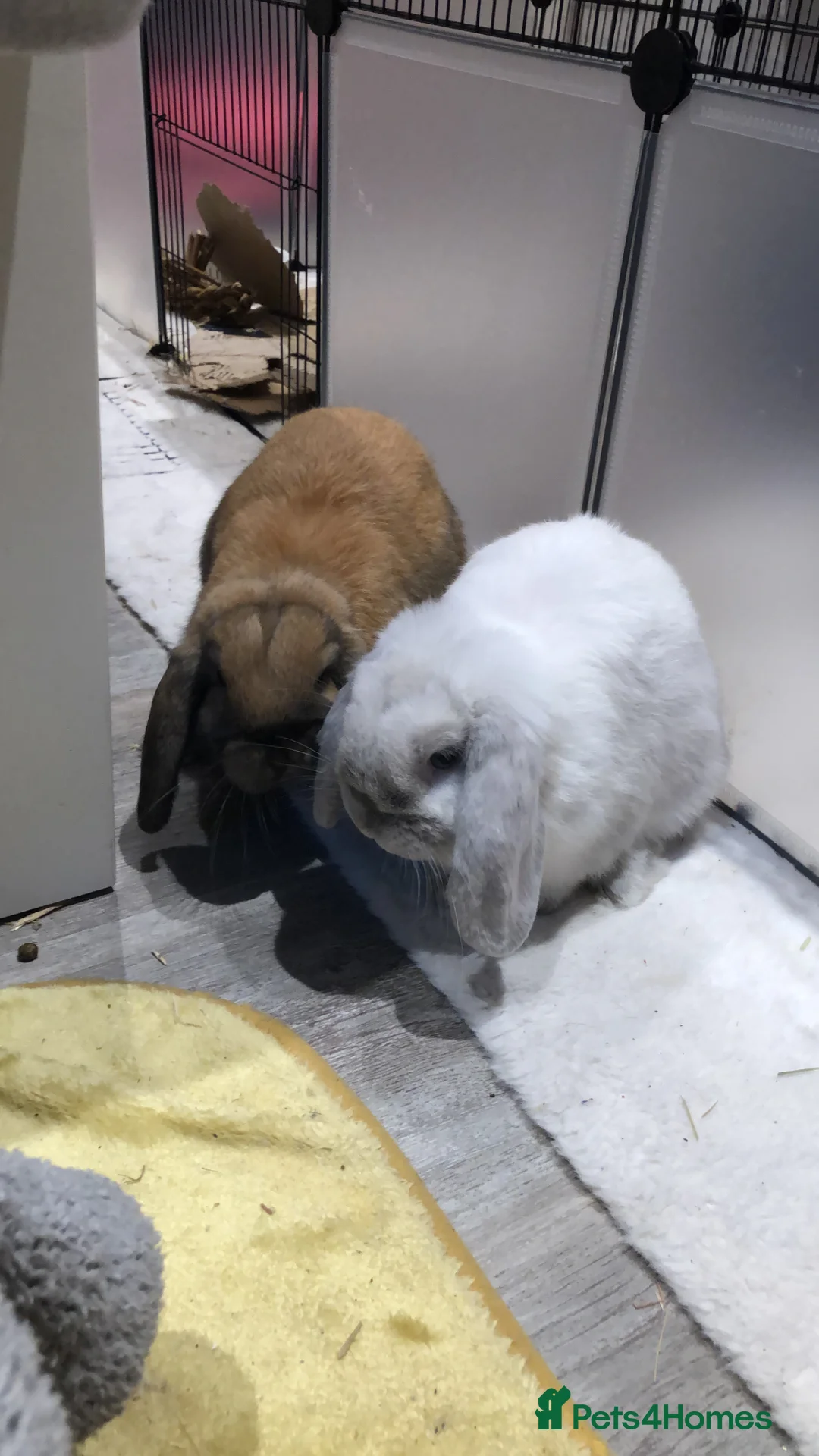 Mini Lop rabbits for sale: Mini lops for sale in Reading - Advert 1