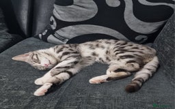 Bengal cats for sale: Stunning silver bengal x - Image 2