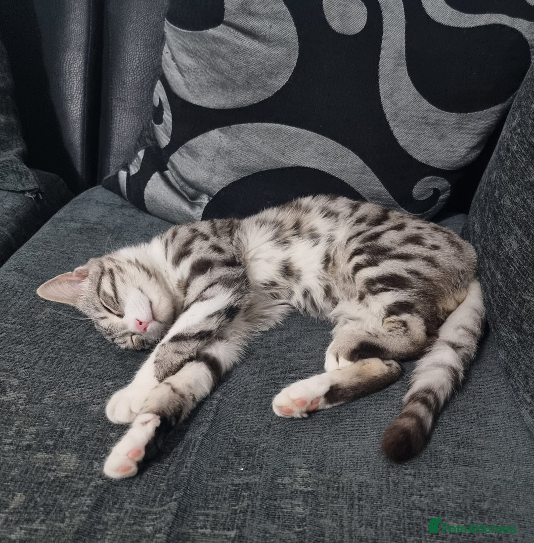 Bengal cats for sale: Stunning silver bengal x - Image 2
