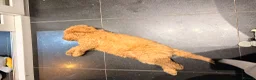Mini Goldendoodle dogs for sale: READY NOW Last Mini Goldendoodle  - Advert 8