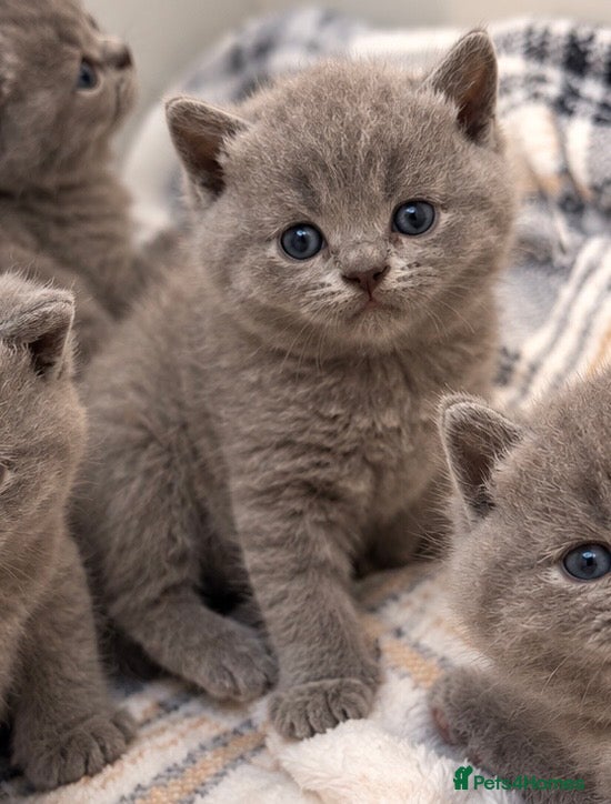 British Shorthair cats *2 Females remaining* British shorthair kittens💛 - Advert 2