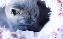 British Shorthair cats for sale: GCCF champ bloodlines Bsh - Image 19