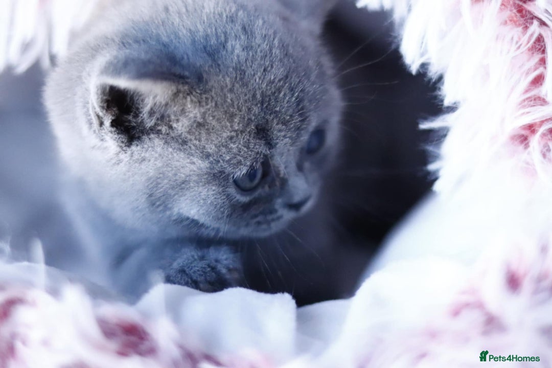 British Shorthair cats for sale: GCCF champ bloodlines Bsh - Image 19