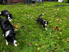 Border Collie dogs 2 Beautiful border collie pups for sale - Advert 3