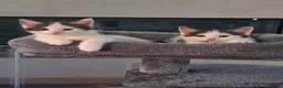 Mixed Breed cats for sale: X kittens - Advert 7
