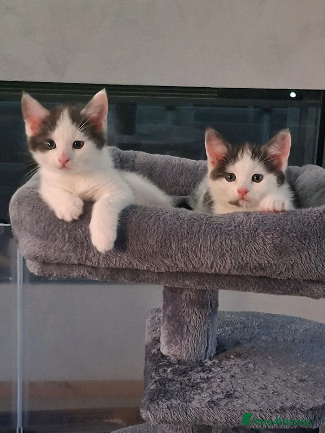 Mixed Breed cats for sale: X kittens - Advert 7