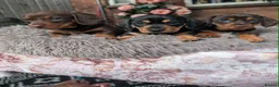 Miniature Dachshund dogs for sale: Miniature dachshund puppies - Advert 5