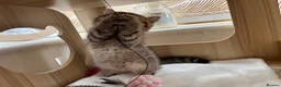 British Shorthair cats for sale: 🏆😍 Irresistible Golden Chinchilla’s Mini BSH🏆😍 - Advert 16