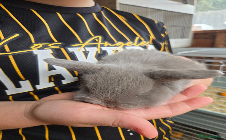 Mini Lop rabbits - Advert 1