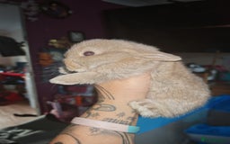 Mini Lion Lop rabbits for sale: Mini Holland lops/ lion lops - Image 4