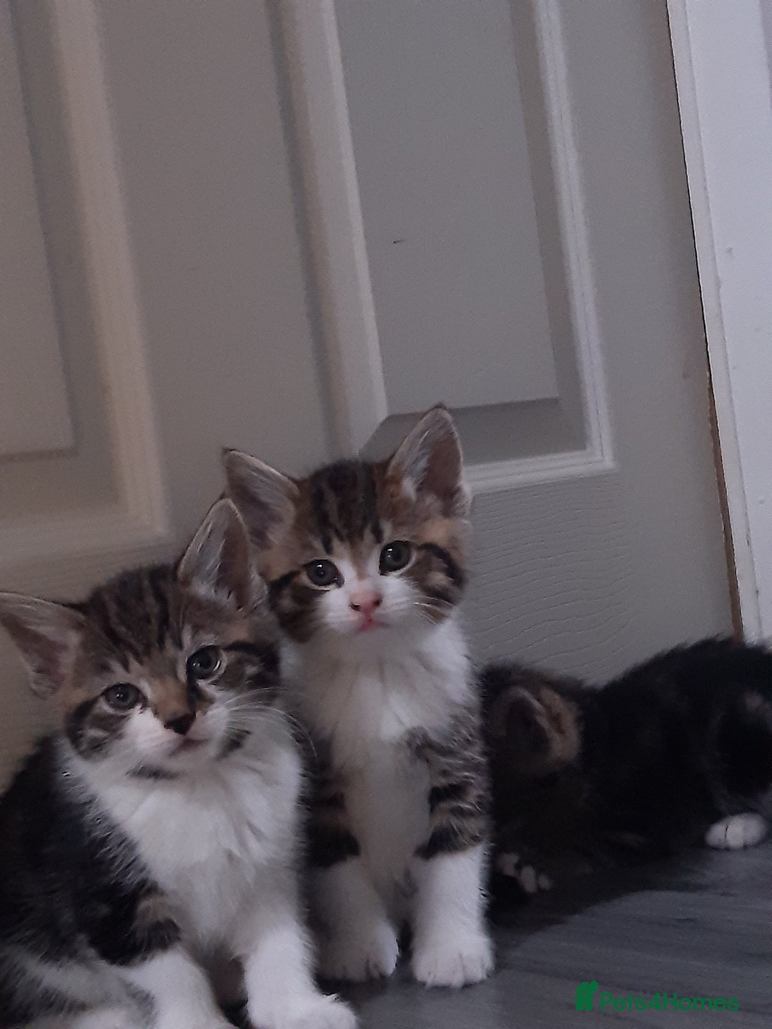 Mixed Breed cats for sale: Ready to go on the 28th - Advert 9
