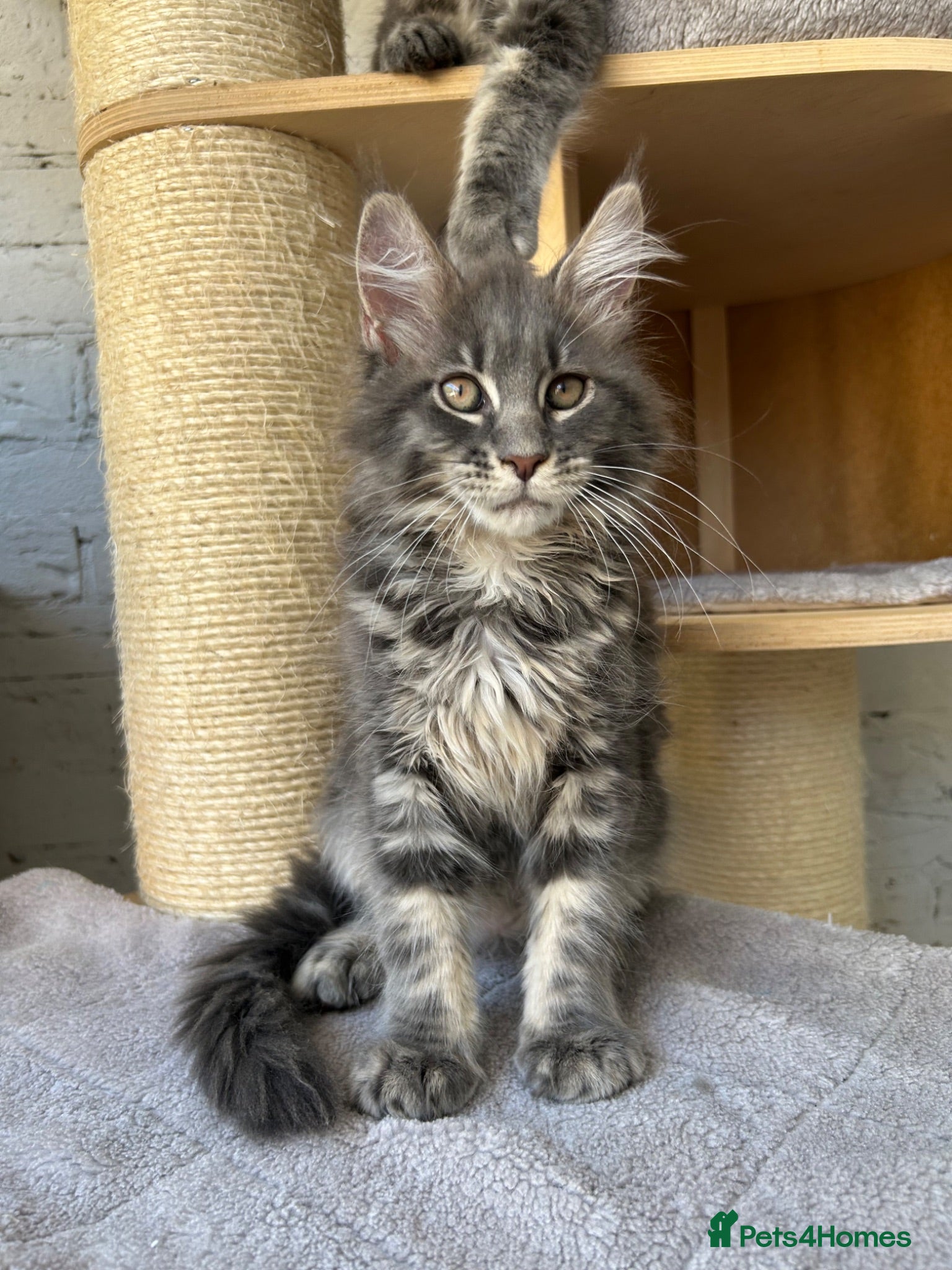 Maine Coon cats XXL Blue Maine Coon Kittens TICA Registered - Advert 1