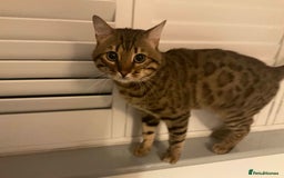 Bengal cats for sale: Beautiful Pure Bengal  - Image 13