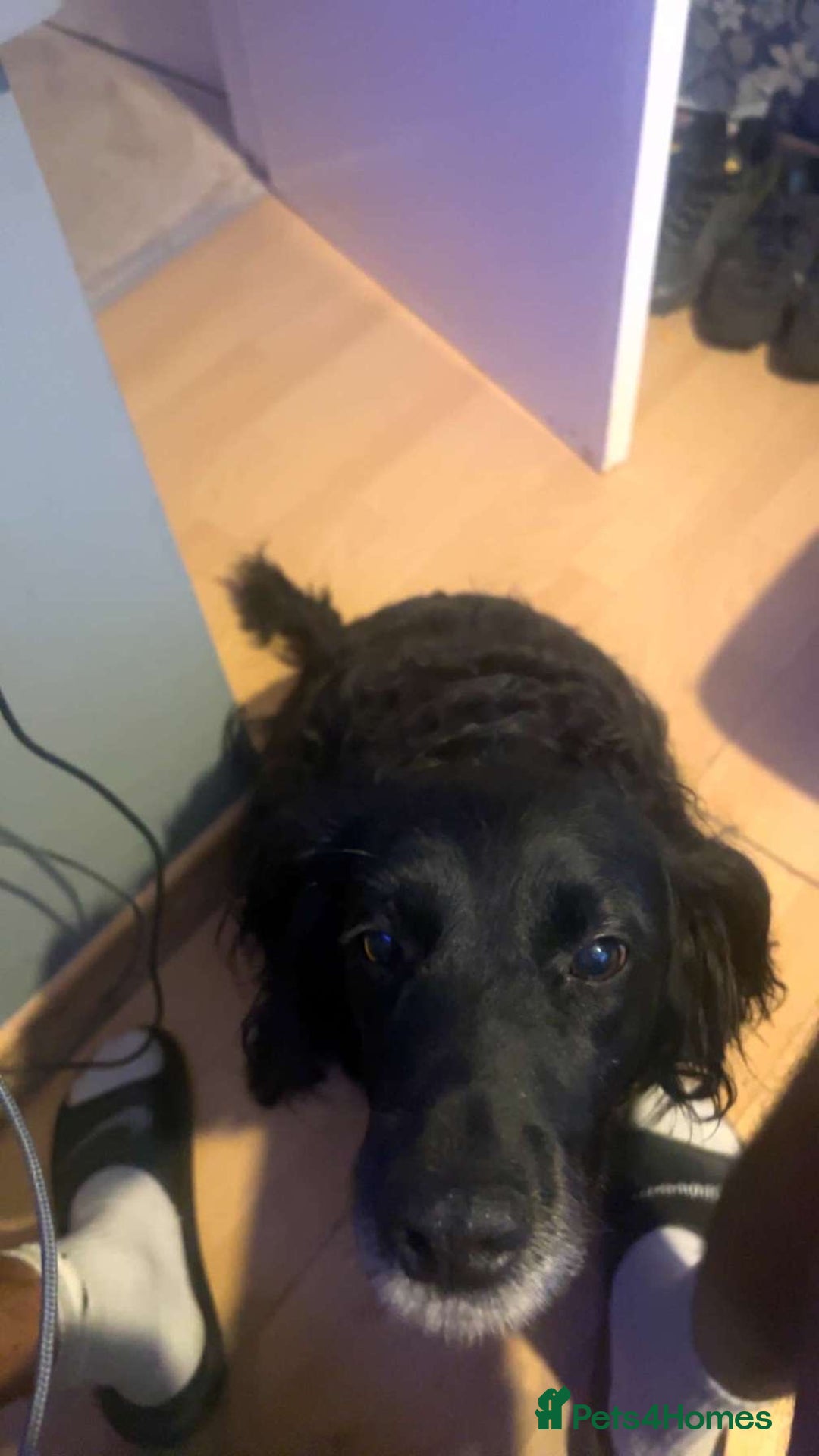 Mixed Breed dogs for sale: Cocker spaniel German Shepherd - Image 7