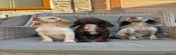 Cocker Spaniel dogs for sale: 3 cocker spaniels (council licensed breeders) - Advert 9