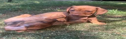 Miniature Dachshund dogs for sale: Miniature short-haired Dachshund - Advert 19