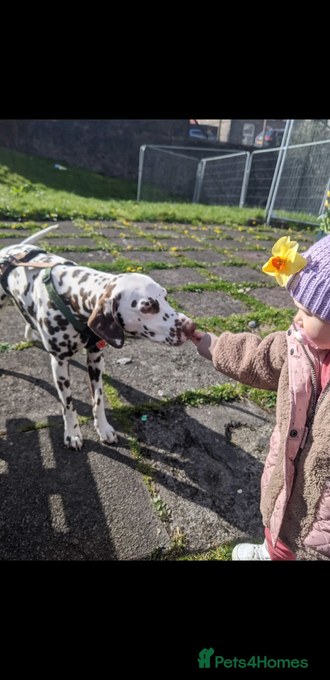 Dalmatian dogs for stud: Dalmatian stud. blue eyed Liver Spot/PROVEN in Bridgend - Advert 7