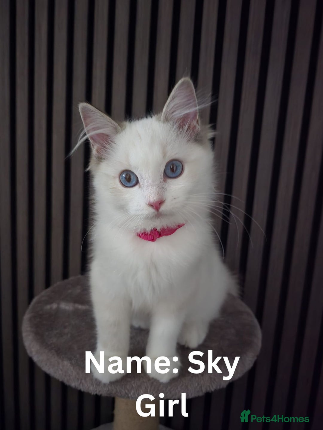 Ragdoll cats for sale: TICA Stunning Championship Line Ragdolls  - Advert 3