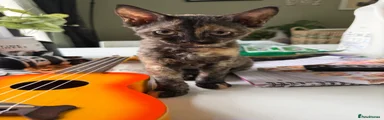 Devon rex x sphynx 