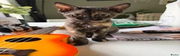 Devon Rex cats for sale: Devon rex  x sphynx kittens  in Bristol - Advert 1
