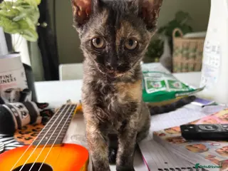 Devon Rex cats Devon rex x sphynx kittens - Advert 13